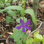 Vinca herbacea Cvet