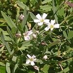 Gypsophila repensFlower