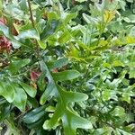 Stenocarpus sinuatus Levél