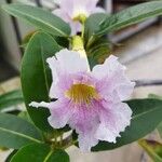 Tabebuia pallida Blüte