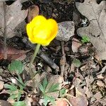 Ranunculus paludosus Цветок