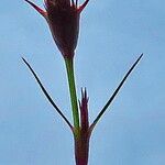 Carex caryophyllea 花