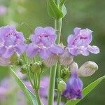 Penstemon speciosus Fiore