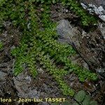 Selaginella helvetica മറ്റ്