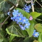 Myosotis sylvatica Květ