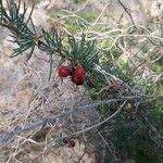 Asparagus albus Blad