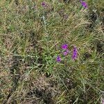 Gutenbergia cordifolia Floro