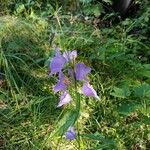 Campanula persicifoliaফুল