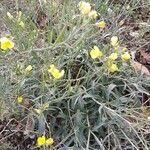 Diplotaxis tenuifolia 整株植物