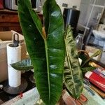 Philodendron billietiae 叶