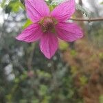 Rubus spectabilis Cvet