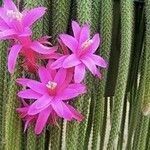 Disocactus flagelliformis Kwiat
