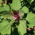 Chenopodium giganteum Blatt