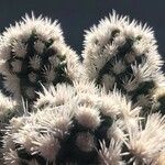 Mammillaria gracilis Lehti