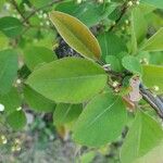 Cotoneaster multiflorus Blad