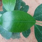 Ficus americana Leaf