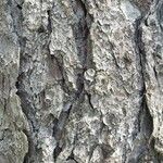 Picea koyamae Bark