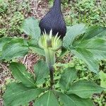 Arisaema serratum Květ