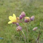 Brassica fruticulosa Flower