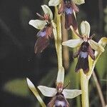 Ophrys insectifera Fula