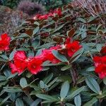 Rhododendron haematodes অভ্যাস