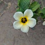 Turnera subulata Flower