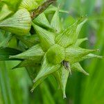 Carex intumescens Fruit