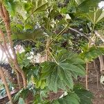 Tetrapanax papyrifer Jani
