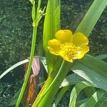 Ranunculus lingua Blüte