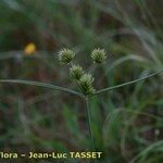 Cyperus rigens Blüte