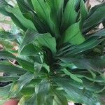 Dracaena fragransBlatt