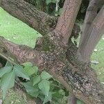 Erythrina corallodendron Kaarna
