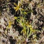 Cyperus flavescens Blomma