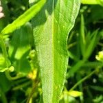 Bistorta officinalis Leaf