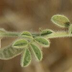 Tephrosia uniflora 葉