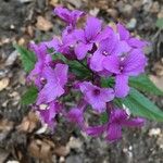 Cardamine pentaphyllos 花