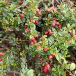 Cotoneaster microphyllusफल