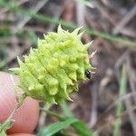 Medicago rigidula Mbuma