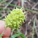 Medicago rigidula Fruit