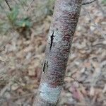 Acacia echinula Кора