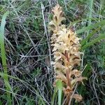 Orobanche lutea Habitus