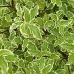 Pittosporum tenuifolium List