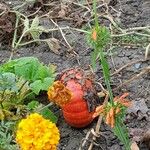 Cucurbita maxima Fruit