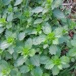 Urtica urens موطن