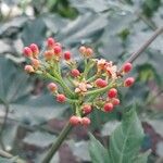 Leea guineensis Flower