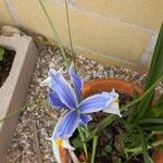 Iris xiphium Цвят