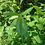 Rubus macrophyllus Blad