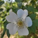 Rosa × malmundariensis Flor