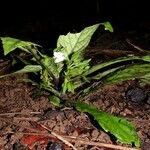 Napeanthus bracteatus Hábito