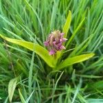 Dactylorhiza incarnata Buveinė